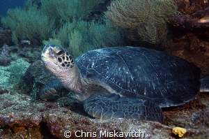 Turtle - Galapagos by Chris Miskavitch 